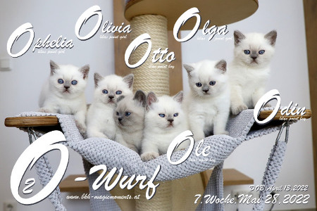 Unser O2-Wurf ist in der 7.Lebenswoche ( 28.05.2022 )