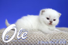 Ole ist in der 3.Lebenswoche ( 01.05.2022 )