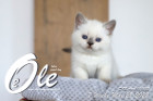 Ole ist in der 7.Lebenswoche ( 28.05.2022 )