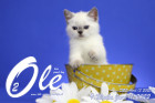 Ole ist in der 9.Lebenswoche ( 11.06.2022 )