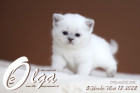Olga ist in der 5.Lebenswoche ( 13.05.2022 )