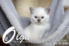 Olga ist in der 7.Lebenswoche ( 28.05.2022 )