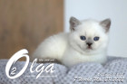Olga ist in der 7.Lebenswoche ( 28.05.2022 )