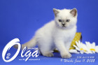 Olga ist in der 9.Lebenswoche ( 11.06.2022 )