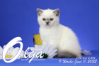 Olga ist in der 9.Lebenswoche ( 11.06.2022 )