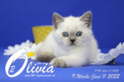 Olivia ist in der 9.Lebenswoche ( 11.06.2022 )