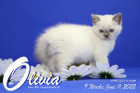 Olivia ist in der 9.Lebenswoche ( 11.06.2022 )