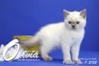 Olivia ist in der 9.Lebenswoche ( 11.06.2022 )