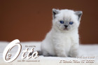 Otto ist in der 5.Lebenswoche ( 13.05.2022 )