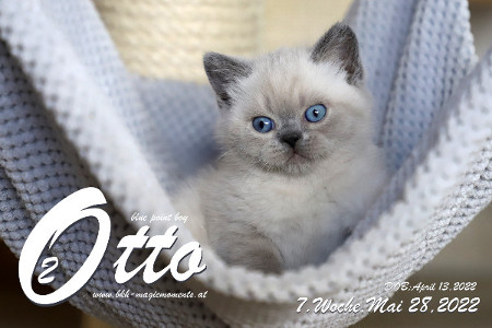 Otto ist in der 7.Lebenswoche ( 28.05.2022 )
