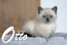 Otto ist in der 7.Lebenswoche ( 28.05.2022 )