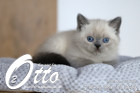 Otto ist in der 7.Lebenswoche ( 28.05.2022 )
