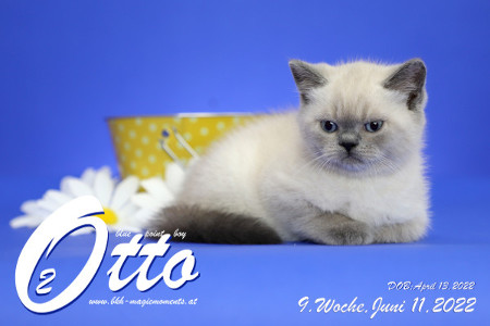 Otto ist in der 9.Lebenswoche ( 11.06.2022 )