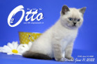 Otto ist in der 9.Lebenswoche ( 11.06.2022 )