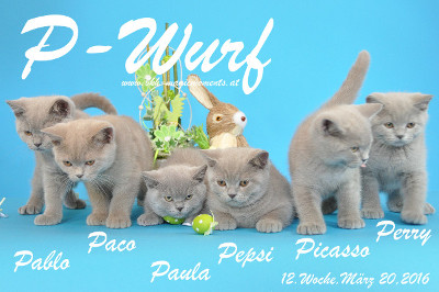 Unser P-Wurf ist 12 Wochen alt geworden ( 20.03.2016 )