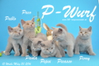 Unser P-Wurf ist 12 Wochen alt geworden ( 20.03.2016 )