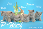 Unser P-Wurf ist 12 Wochen alt geworden ( 20.03.2016 )