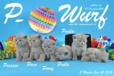 Unser P-Wurf ist 5 Wochen alt geworden ( 31.01.2016 )