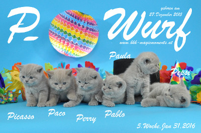 Pablo ist 5 Wochen alt geworden ( 31.01.2016 )