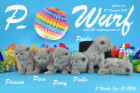 Unser P-Wurf ist 5 Wochen alt geworden ( 31.01.2016 )