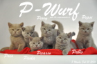 Unser P-Wurf ist 8 Wochen alt geworden ( 21.02.2016 )