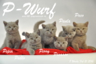 Unser P-Wurf ist 8 Wochen alt geworden ( 21.02.2016 )