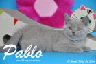 Pablo ist 10 Wochen alt geworden ( 06.03.2016 )
