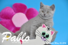 Pablo ist 10 Wochen alt geworden ( 06.03.2016 )