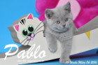 Pablo ist 10 Wochen alt geworden ( 06.03.2016 )