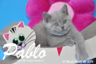Pablo ist 10 Wochen alt geworden ( 06.03.2016 )