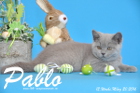 Pablo ist 12 Wochen alt geworden ( 20.03.2016 )