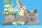 Pablo ist 12 Wochen alt geworden ( 20.03.2016 )