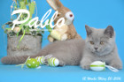Pablo ist 12 Wochen alt geworden ( 20.03.2016 )