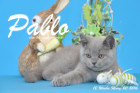 Pablo ist 12 Wochen alt geworden ( 20.03.2016 )