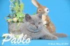 Pablo ist 12 Wochen alt geworden ( 20.03.2016 )