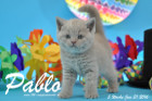 Pablo ist 5 Wochen alt geworden ( 31.01.2016 )