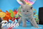 Pablo ist 5 Wochen alt geworden ( 31.01.2016 )