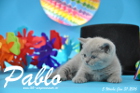 Pablo ist 5 Wochen alt geworden ( 31.01.2016 )