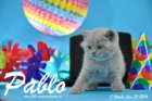 Pablo ist 5 Wochen alt geworden ( 31.01.2016 )