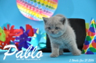 Pablo ist 5 Wochen alt geworden ( 31.01.2016 )
