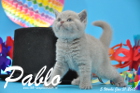 Pablo ist 5 Wochen alt geworden ( 31.01.2016 )