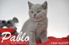 Pablo ist 8 Wochen alt geworden ( 21.02.2016 )