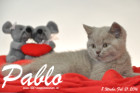 Pablo ist 8 Wochen alt geworden ( 21.02.2016 )