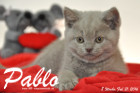 Pablo ist 8 Wochen alt geworden ( 21.02.2016 )