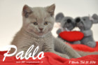 Pablo ist 8 Wochen alt geworden ( 21.02.2016 )
