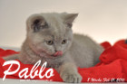 Pablo ist 8 Wochen alt geworden ( 21.02.2016 )