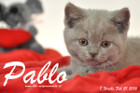 Pablo ist 8 Wochen alt geworden ( 21.02.2016 )