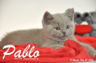 Pablo ist 8 Wochen alt geworden ( 21.02.2016 )