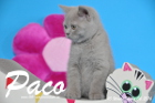 Paco ist 10 Wochen alt geworden ( 06.03.2016 )