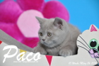 Paco ist 10 Wochen alt geworden ( 06.03.2016 )